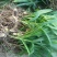 白芨苗紫花三叉大白芨基地直销现挖一手货源稳定供应