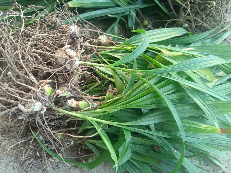 白芨苗紫花三叉大白芨基地直销现挖一手货源稳定供应