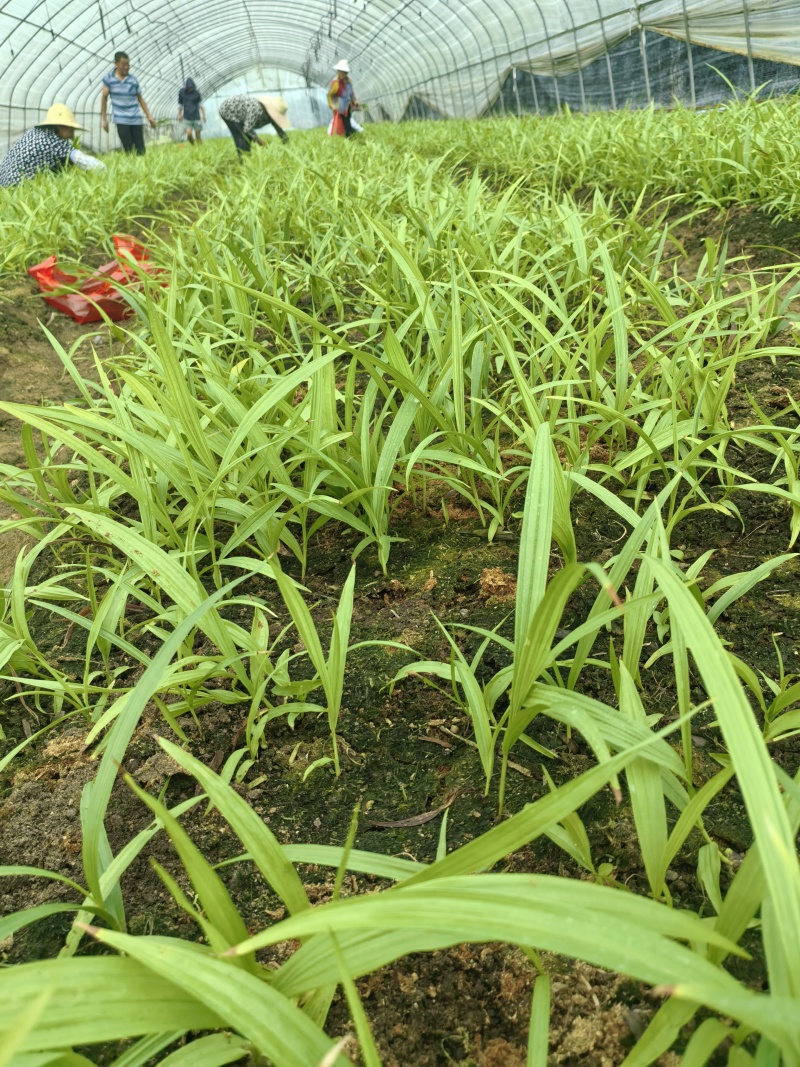 白芨苗紫花三叉大白芨基地直销现挖一手货源稳定供应