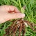 白芨苗紫花三叉大白芨基地直销现挖一手货源稳定供应