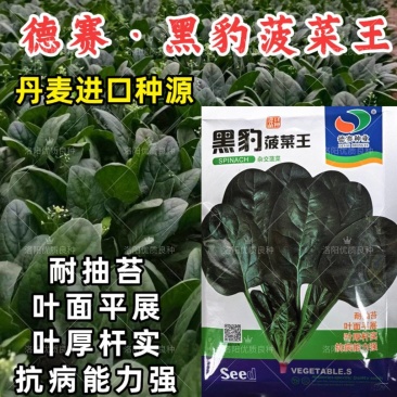 黑豹菠菜王种子丹麦进口耐抽苔大圆叶捆扎耐寒越冬红根菠菜种