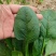 黑豹菠菜王种子丹麦进口耐抽苔大圆叶捆扎耐寒越冬红根菠菜种