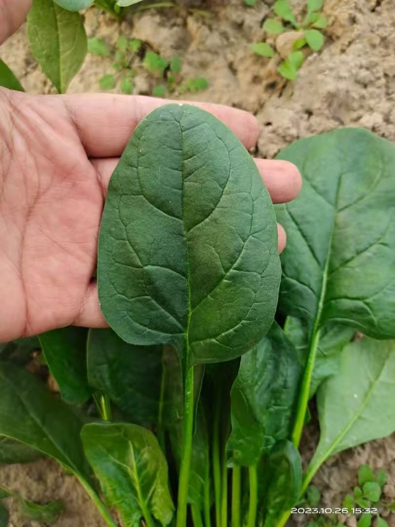 黑豹菠菜王种子丹麦进口耐抽苔大圆叶捆扎耐寒越冬红根菠菜种