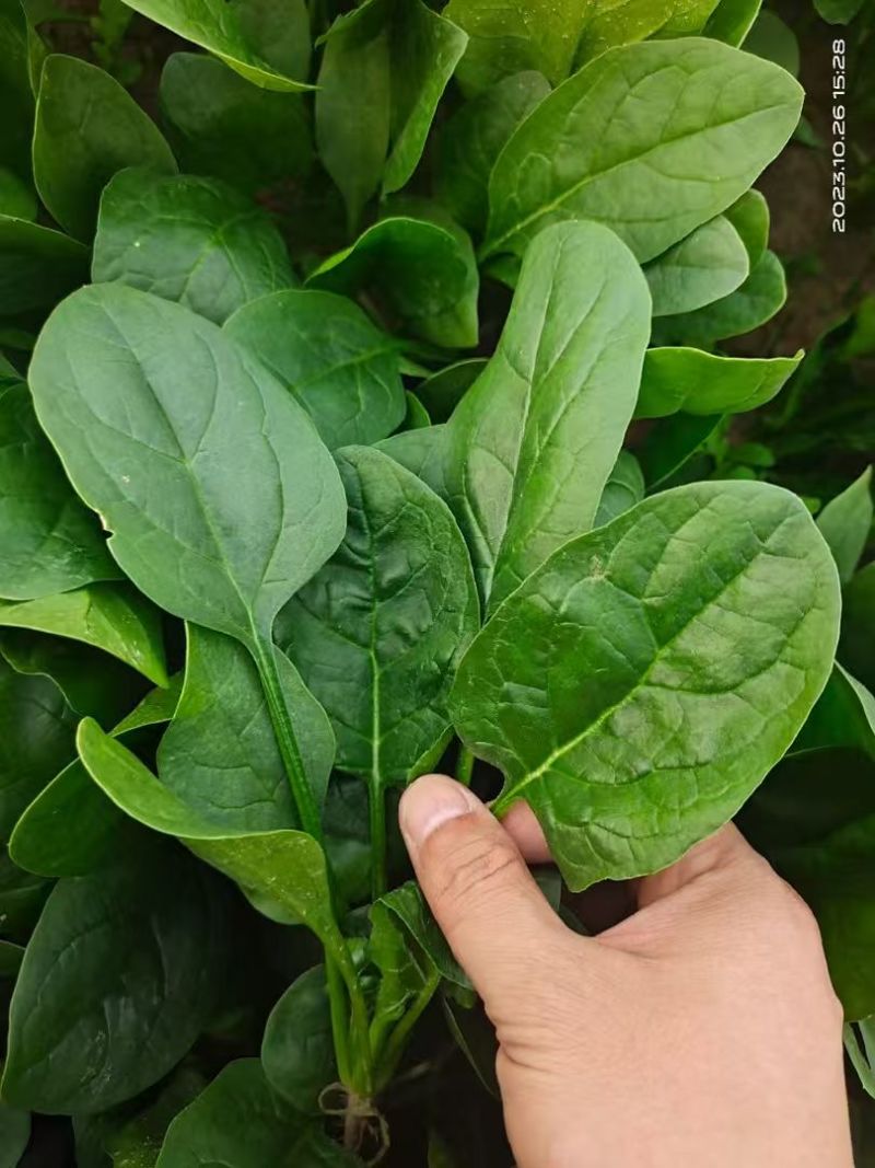 黑豹菠菜王种子丹麦进口耐抽苔大圆叶捆扎耐寒越冬红根菠菜种