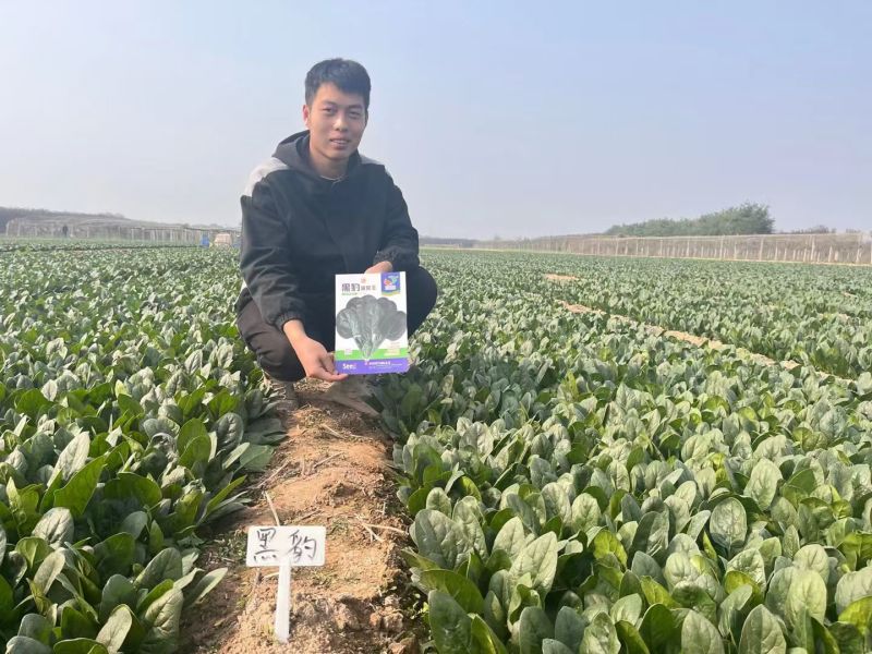 黑豹菠菜王种子丹麦进口耐抽苔大圆叶捆扎耐寒越冬红根菠菜种