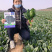 黑豹菠菜王种子丹麦进口耐抽苔大圆叶捆扎耐寒越冬红根菠菜种