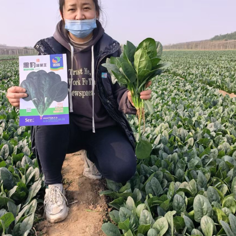黑豹菠菜王种子丹麦进口耐抽苔大圆叶捆扎耐寒越冬红根菠菜种