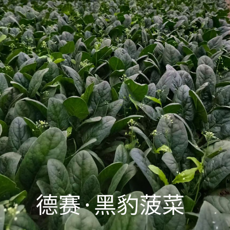黑豹菠菜王种子丹麦进口耐抽苔大圆叶捆扎耐寒越冬红根菠菜种