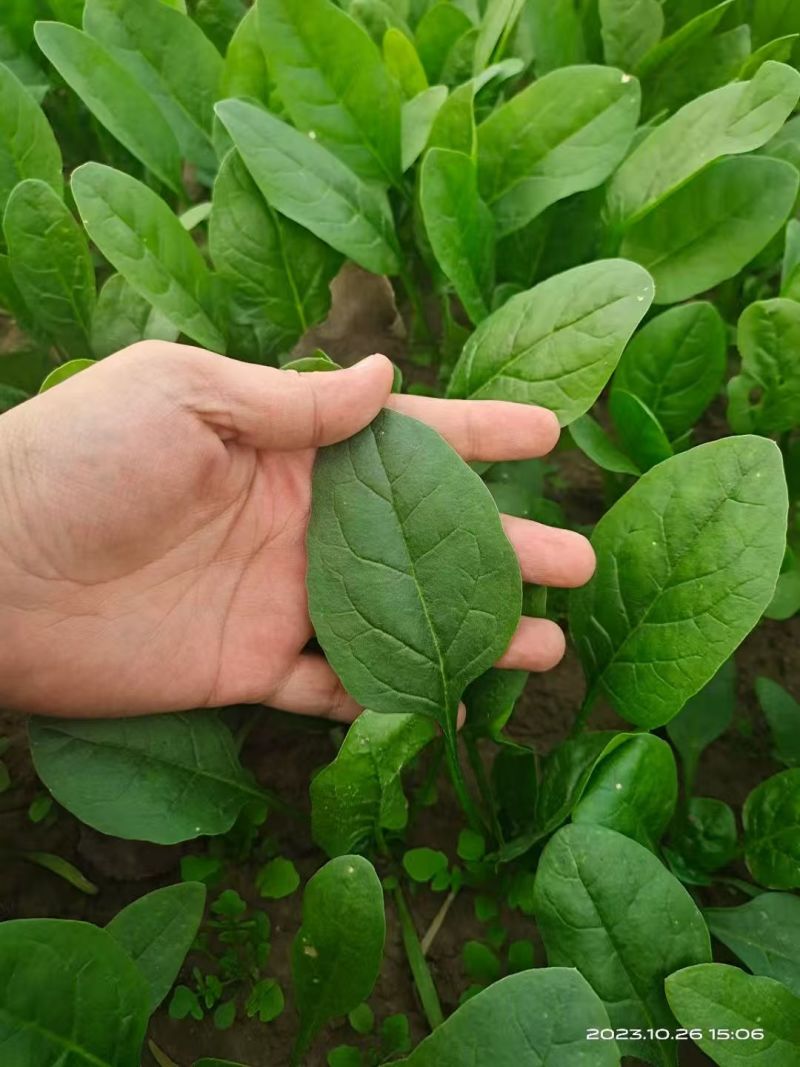 黑豹菠菜王种子丹麦进口耐抽苔大圆叶捆扎耐寒越冬红根菠菜种
