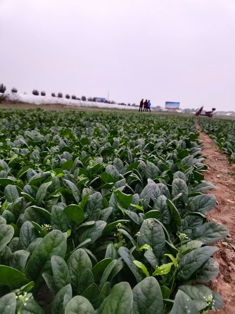 黑豹菠菜王种子丹麦进口耐抽苔大圆叶捆扎耐寒越冬红根菠菜种