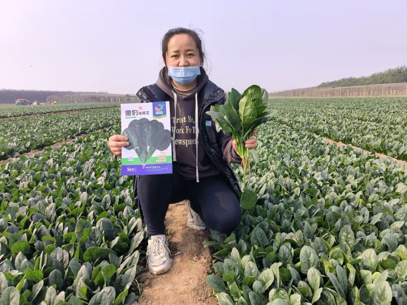 黑豹菠菜王种子丹麦进口耐抽苔大圆叶捆扎耐寒越冬红根菠菜种