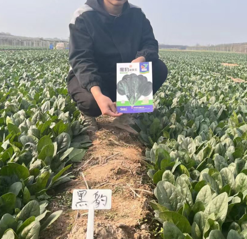 黑豹菠菜王种子丹麦进口耐抽苔大圆叶捆扎耐寒越冬红根菠菜种