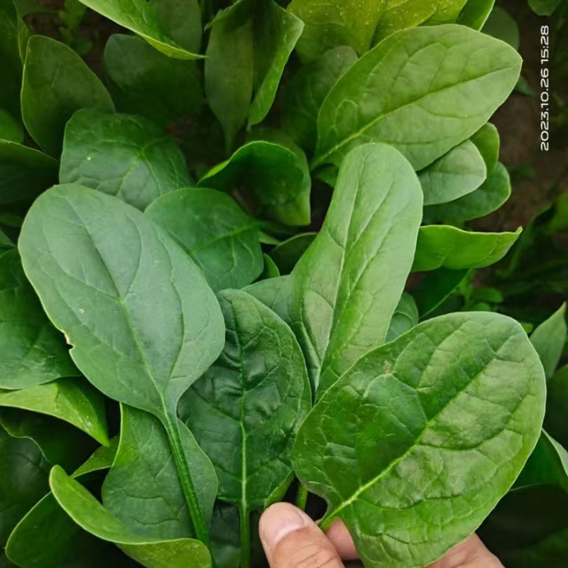 黑豹菠菜王种子丹麦进口耐抽苔大圆叶捆扎耐寒越冬红根菠菜种