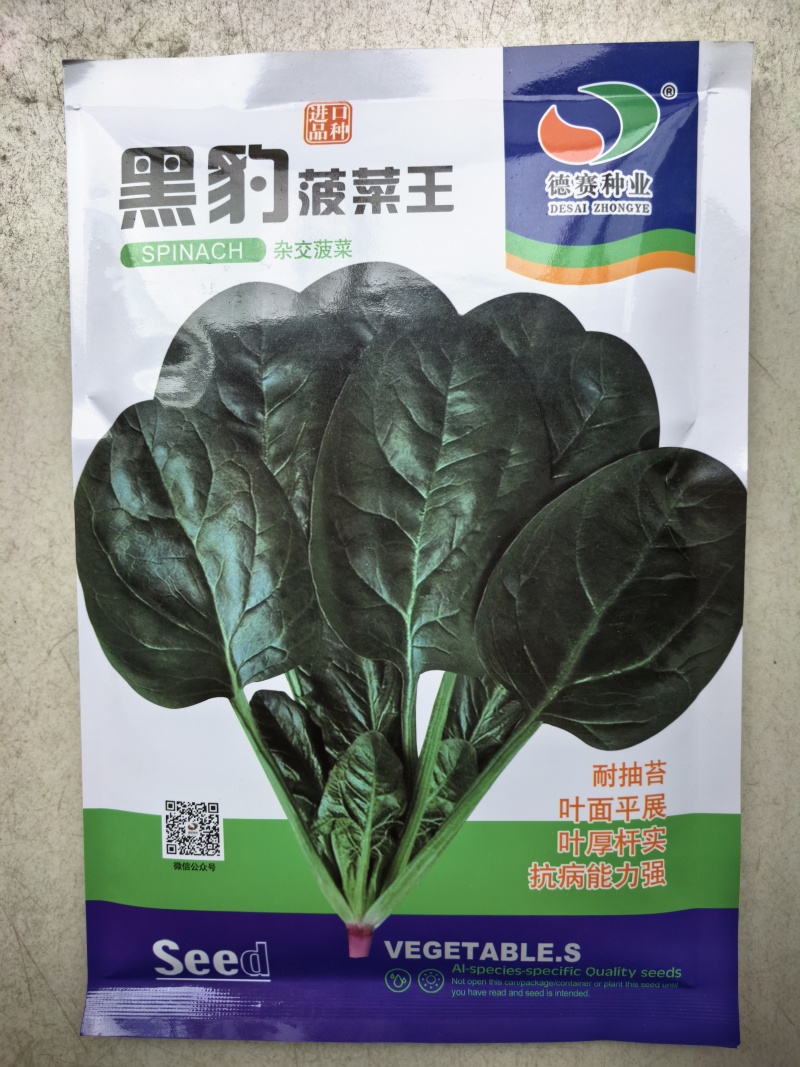 黑豹菠菜王种子丹麦进口耐抽苔大圆叶捆扎耐寒越冬红根菠菜种