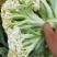 精品有机花菜小米粒松花菜花椰菜货量充足诚信经营