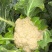 精品有机花菜小米粒松花菜花椰菜货量充足诚信经营