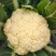 精品有机花菜小米粒松花菜花椰菜货量充足诚信经营