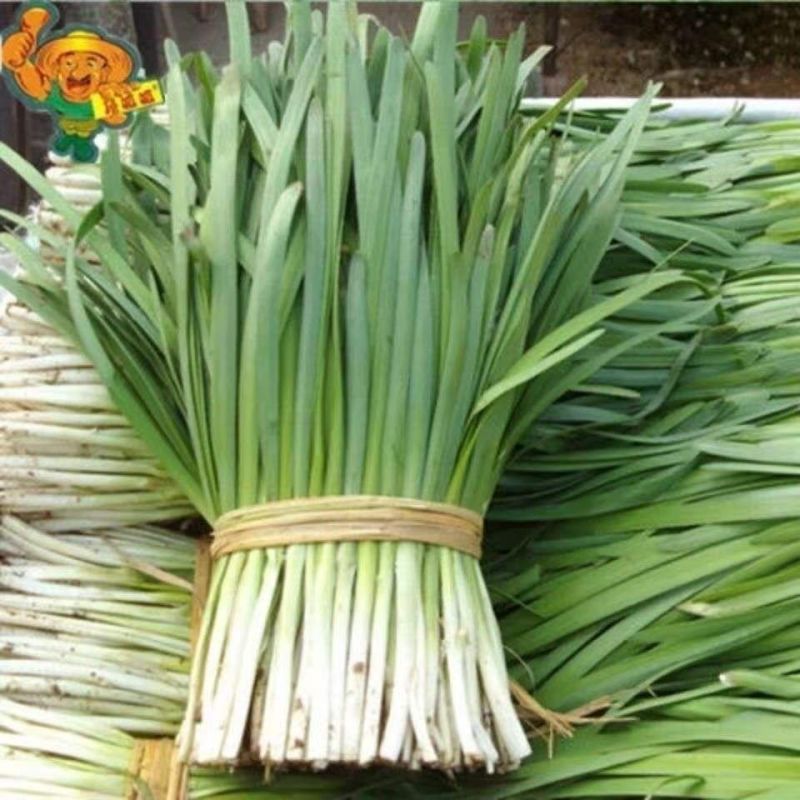 头刀露天小叶韭菜精品韭菜大量供应可视频看货欢迎来电