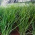 头刀露天小叶韭菜精品韭菜大量供应可视频看货欢迎来电