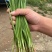 头刀露天小叶韭菜精品韭菜大量供应可视频看货欢迎来电