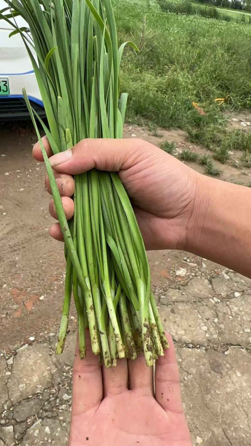 头刀露天小叶韭菜精品韭菜大量供应可视频看货欢迎来电