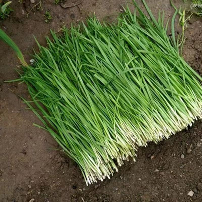 头刀露天小叶韭菜精品韭菜大量供应可视频看货欢迎来电