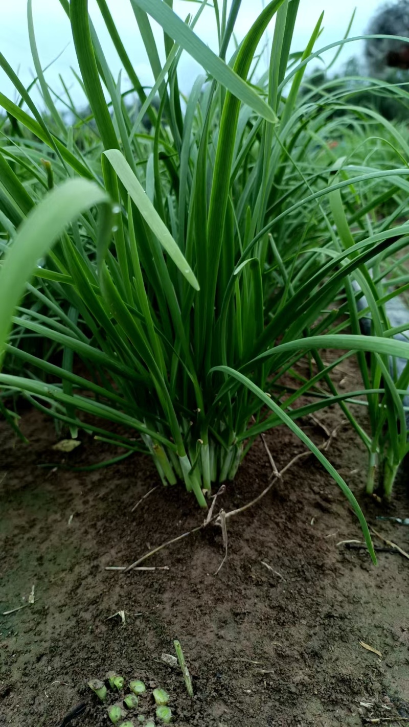头刀露天小叶韭菜精品韭菜大量供应可视频看货欢迎来电