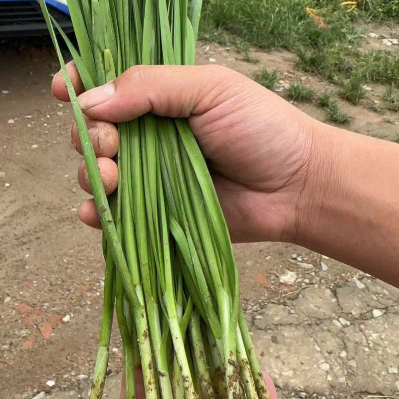 头刀露天小叶韭菜精品韭菜大量供应可视频看货欢迎来电