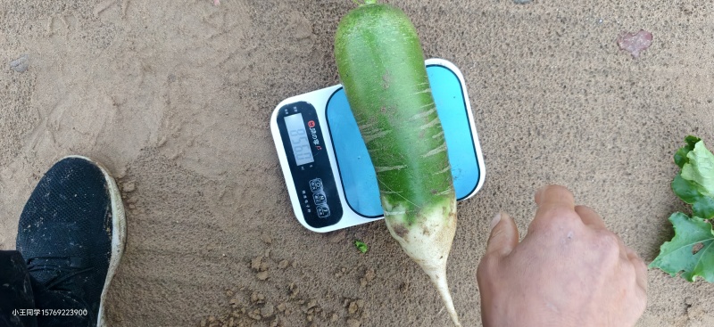 电商水果萝卜陕北萝卜
