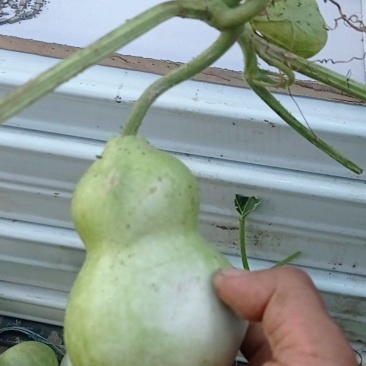 观赏把玩葫芦