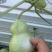 观赏把玩葫芦