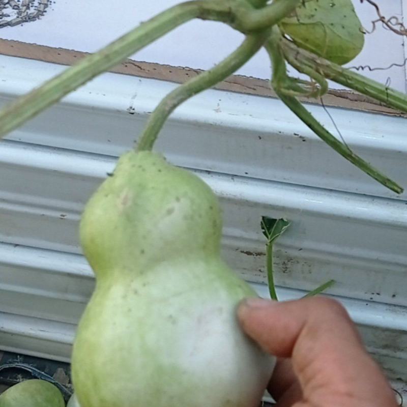 观赏把玩葫芦