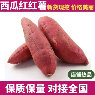 【西瓜红红薯】精品红薯开封通许全国直发蜜薯对接市场