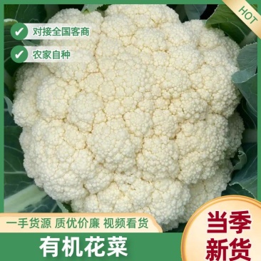 精品有机花菜小米粒松花菜花椰菜货量充足诚信经营