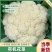 精品有机花菜小米粒松花菜花椰菜货量充足诚信经营