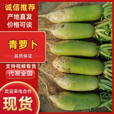 河南通许青萝卜大量上市精品萝卜基地直供电商超市市场