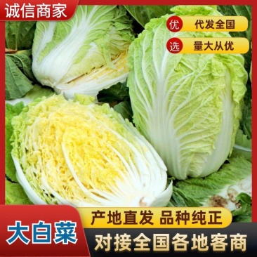 黄心大白菜各种蔬菜欢迎选购优质绿叶黄心白菜市场批发