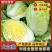 黄心大白菜各种蔬菜欢迎选购优质绿叶黄心白菜市场批发