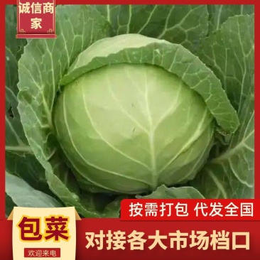 精品包菜开封通许产地直发圆白菜绿甘蓝可视频看货
