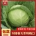 精品包菜开封通许产地直发圆白菜绿甘蓝可视频看货