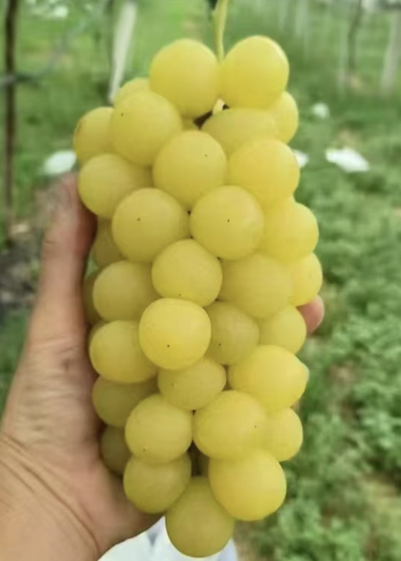 黄金玫瑰葡萄