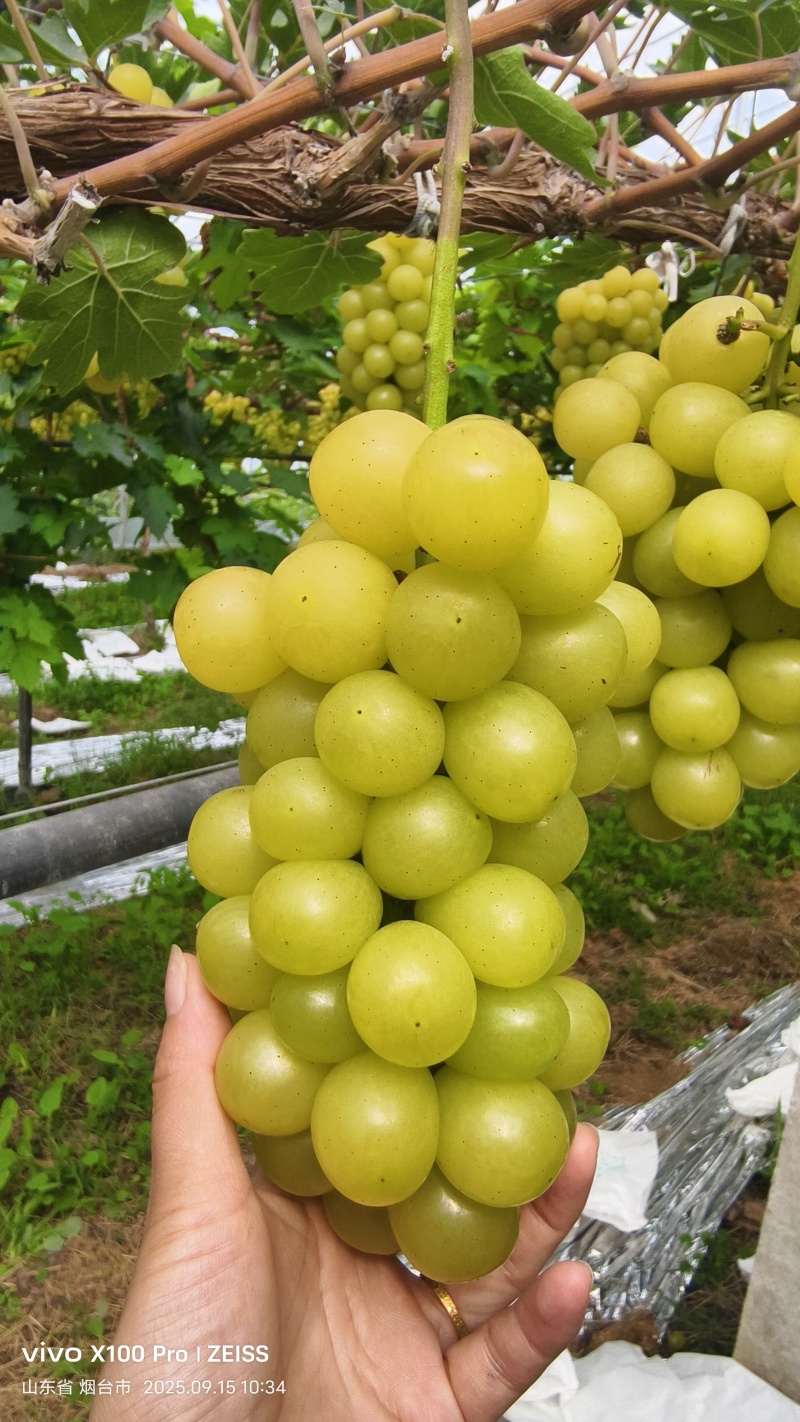 黄金玫瑰葡萄