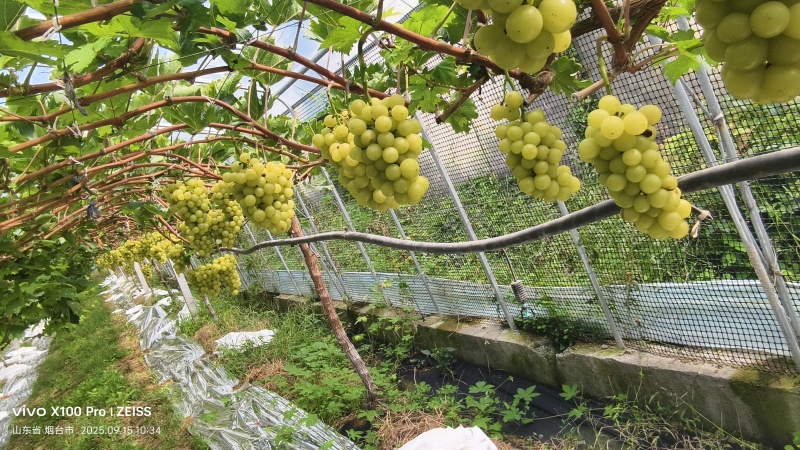 黄金玫瑰葡萄