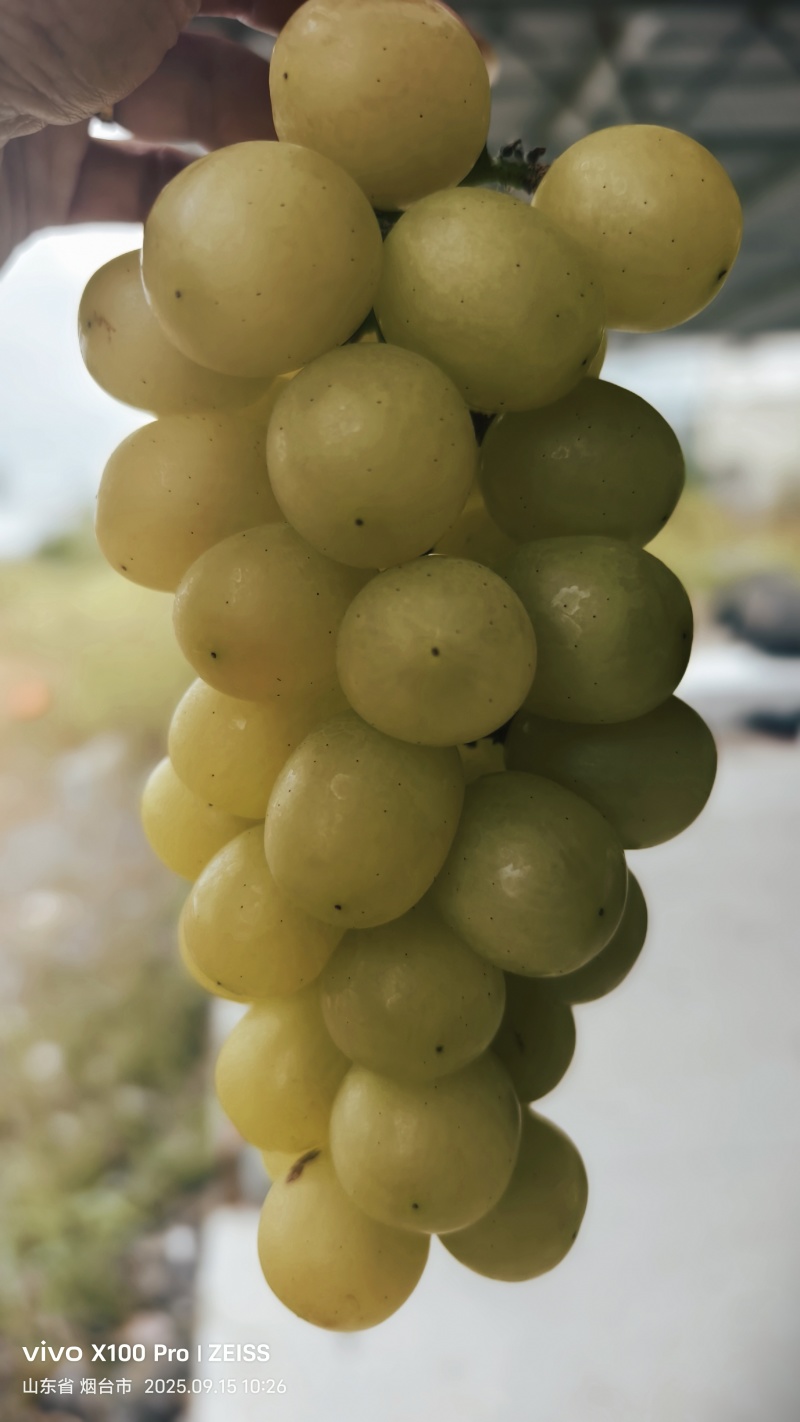 黄金玫瑰葡萄