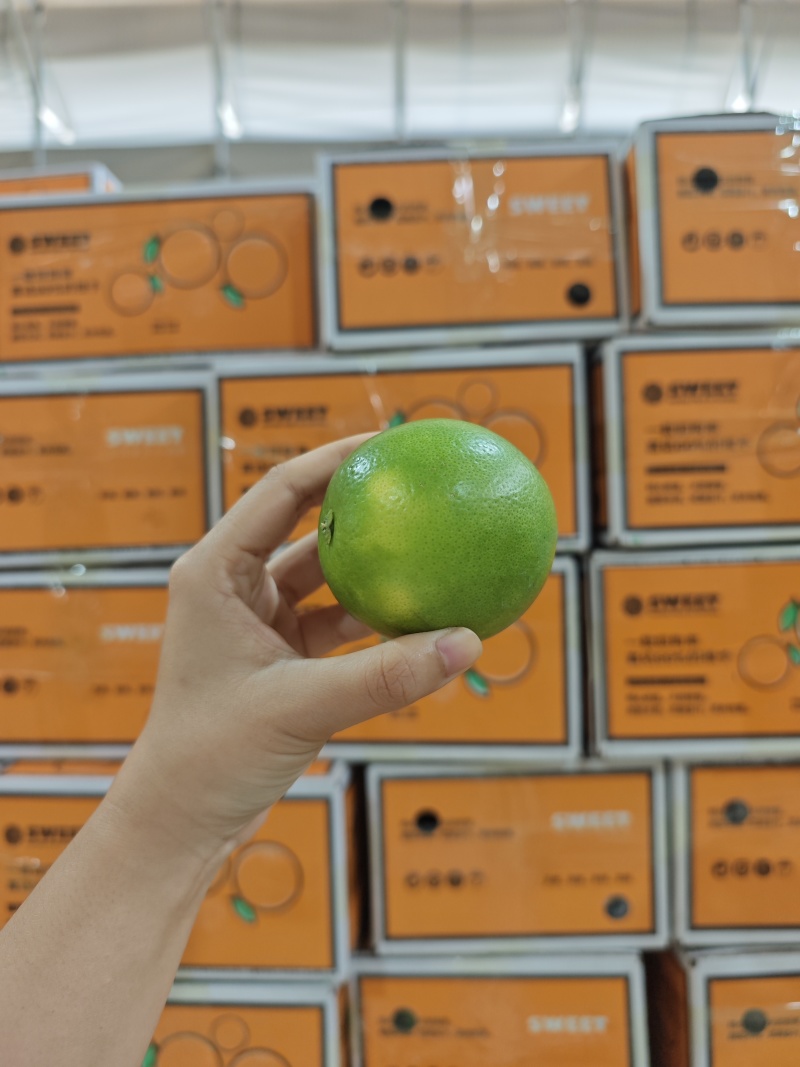 哀牢山冰糖橙一件代发