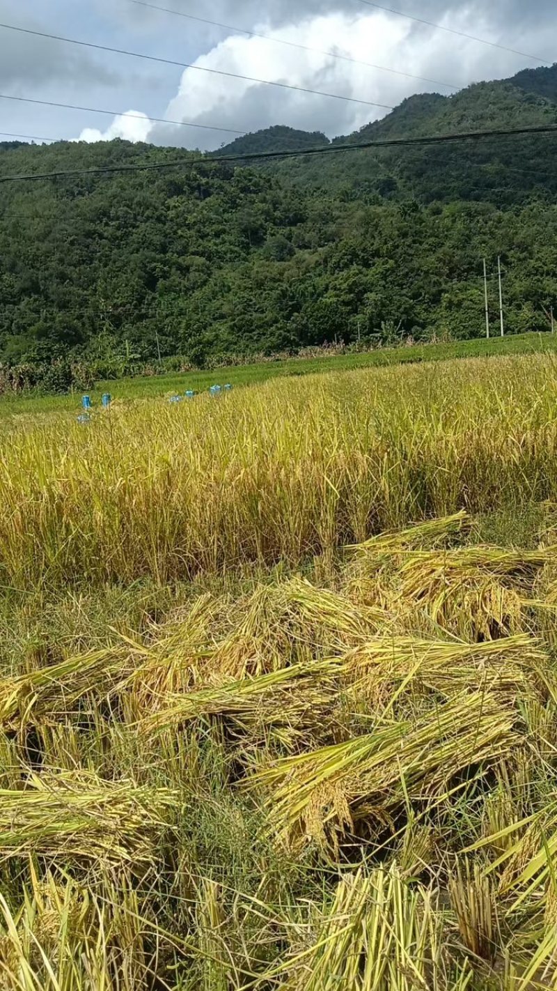 广西农村水稻大米
