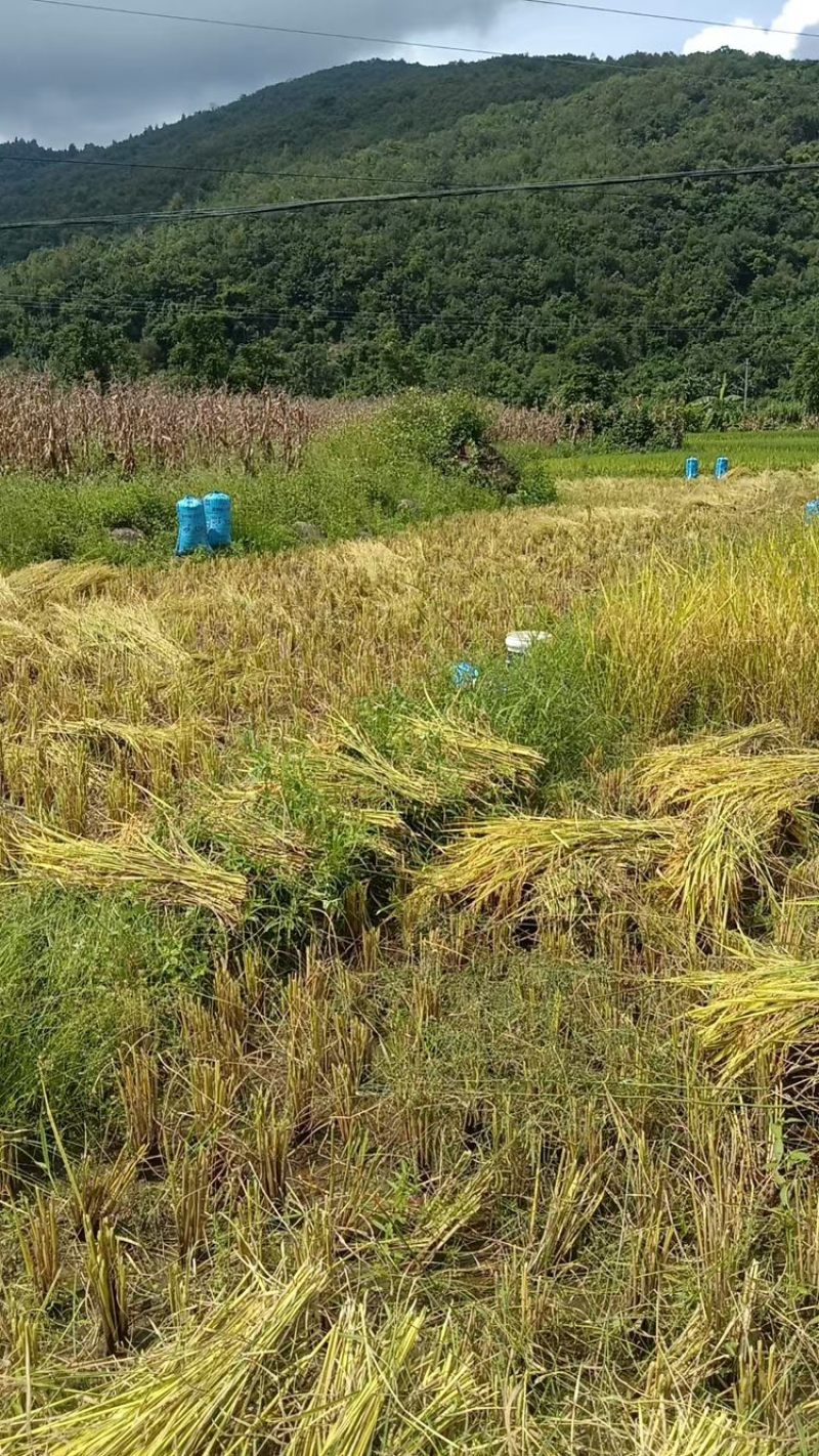 广西农村水稻大米