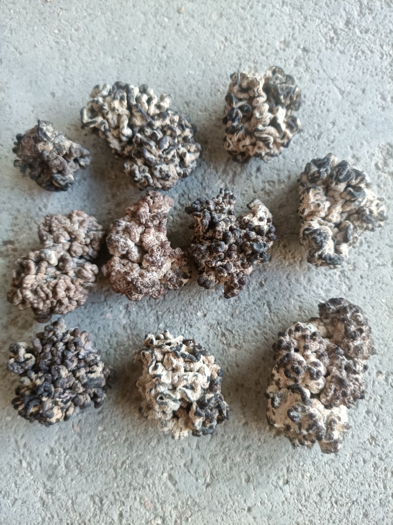 猴脑菌核桃菌种植场直发价格不高产地核桃菌玛卡菌足干电商用