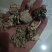 猴脑菌核桃菌种植场直发价格不高产地核桃菌玛卡菌足干电商用