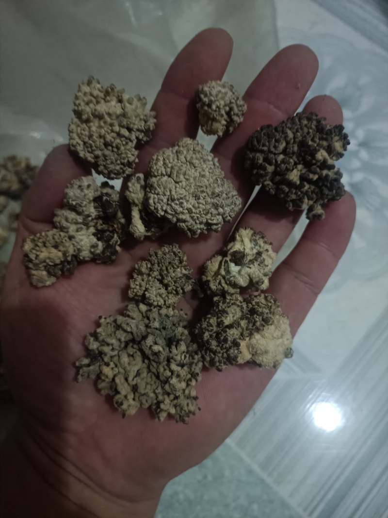 猴脑菌核桃菌种植场直发价格不高产地核桃菌玛卡菌足干电商用